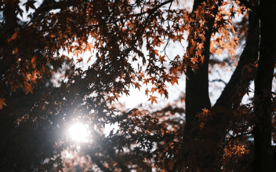 Today’s #SoulFood | Eckhart Tolle