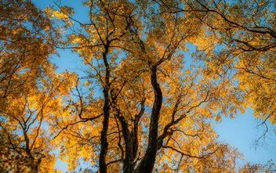 Today’s #SoulFood | William Blake