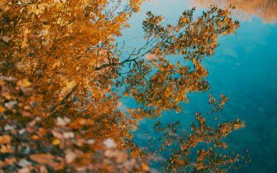 Today’s #SoulFood | Alan Cohen