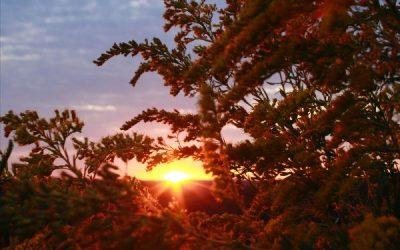 Today’s #SoulFood | Marcus Aurelius